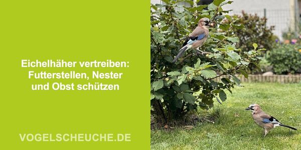 Eichelhäher vertreiben