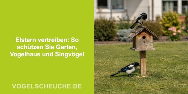 Elstern vertreiben