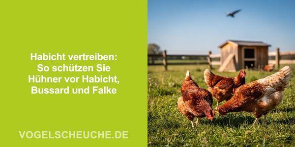 Habicht und Greifvögel fernhalten