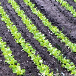 Frühjahr Haus und Garten - Salat/Gemüse - Tauben fernhalten