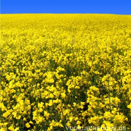 Herbst - Ackerbau - Raps schützen - Tauben verscheuchen