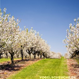 Frühjahr - Obstbau - Apfelbäume - Staare verscheuchen