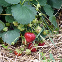 Frühjahr - Ackerbau - Erdbeerfelder - Tauben verjagen