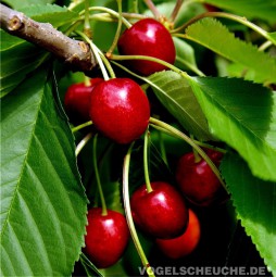 Sommer Haus und Garten Kirschbäume