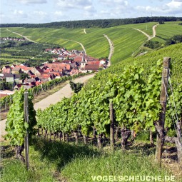 Herbst - Weinbau - Weinreben - Raben abwehren