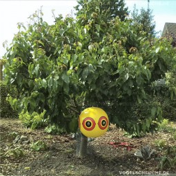 Ballons an Kirschbaum gehängt und Drosseln bleiben weg