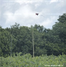 Drachen System - Erfolgreicher Einsatz in Heidelbeeren