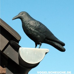 Rabe als Taubenschreck: Standorte und Funktion