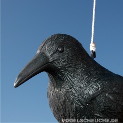 Rabe zur Taubenabwehr Anleitung und Befestigung