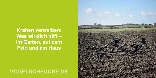 Krähen vertreiben