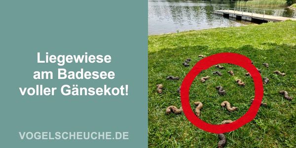 Liegewiese am Badesee voller Gänsekot!