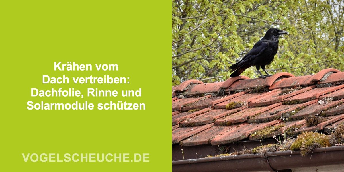 Krähen vom Dach vertreiben