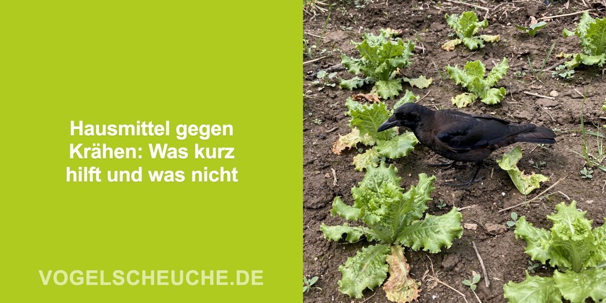 Hausmittel gegen Krähen: Was kurz hilft und was nicht
