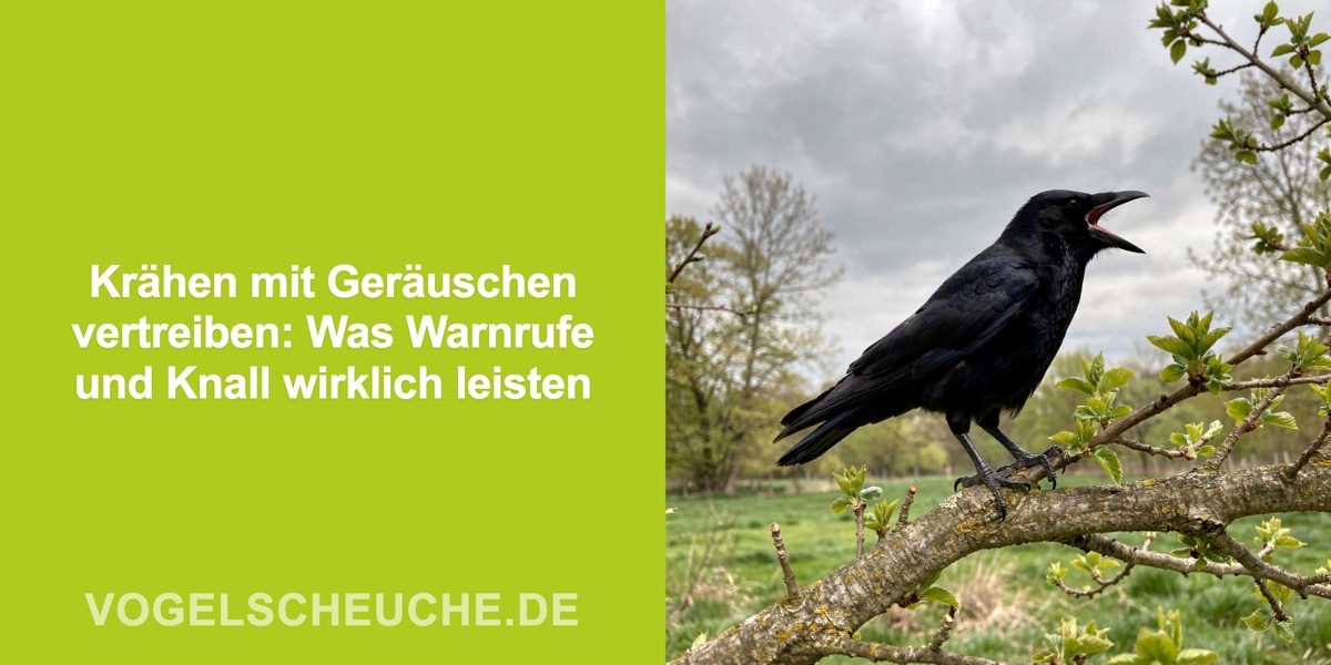 Krähen mit Geräuschen vertreiben: Was Warnrufe und Knall wirklich leisten