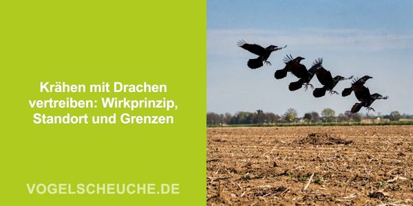 Krähen mit Drachen vertreiben