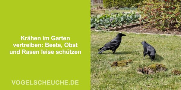Krähen im Garten vertreiben