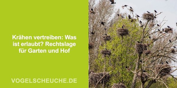 Krähen vertreiben und Recht