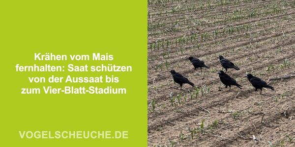 Krähen vom Mais fernhalten