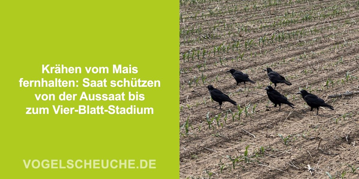 Krähen vom Mais fernhalten