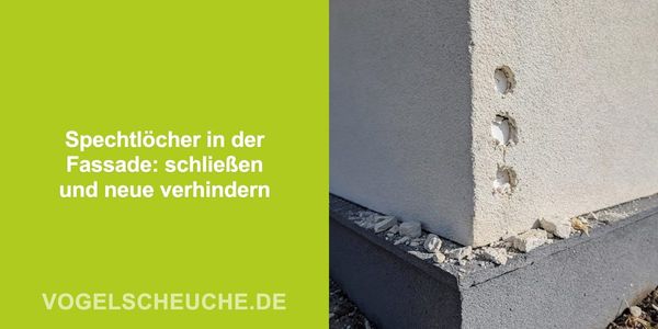 Spechtlöcher in der Fassade