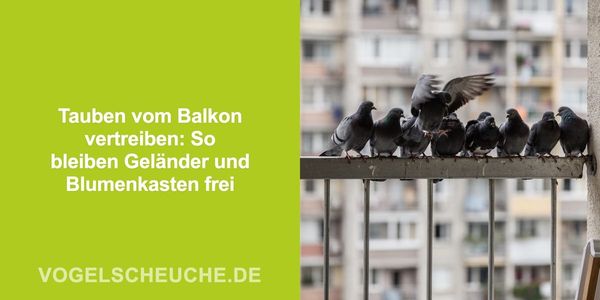 Tauben vom Balkon vertreiben