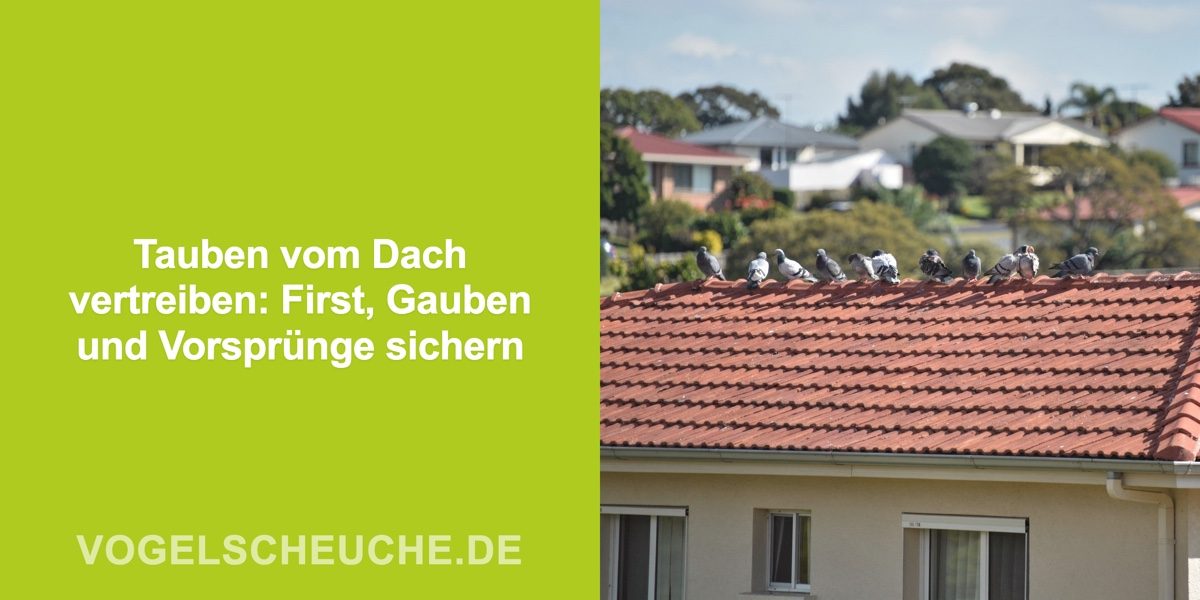 Tauben vom Dach vertreiben: First, Gauben und Vorsprünge sichern