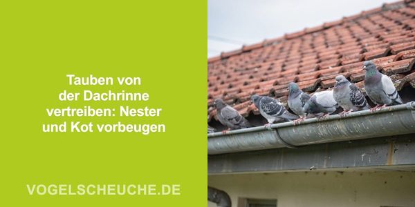 Tauben von der Dachrinne vertreiben
