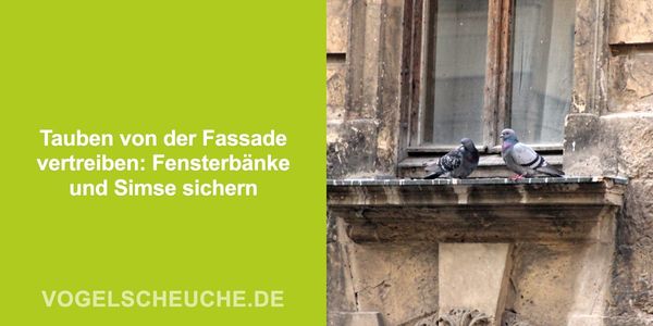 Tauben von der Fassade vertreiben