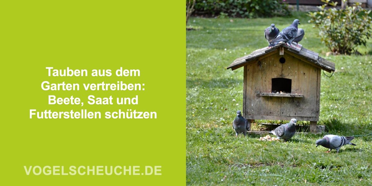 Tauben aus dem Garten vertreiben: Beete, Saat und Futterstellen schützen