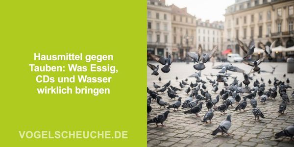 Hausmittel gegen Tauben