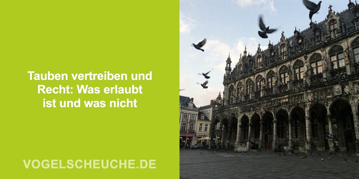 Tauben vertreiben und Recht: Was erlaubt ist und was nicht
