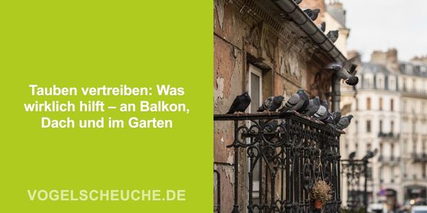 Tauben vertreiben