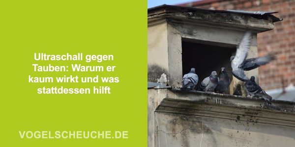 Ultraschall gegen Tauben