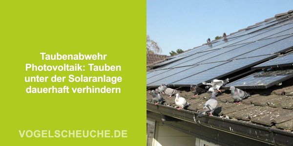Tauben unter der Solaranlage