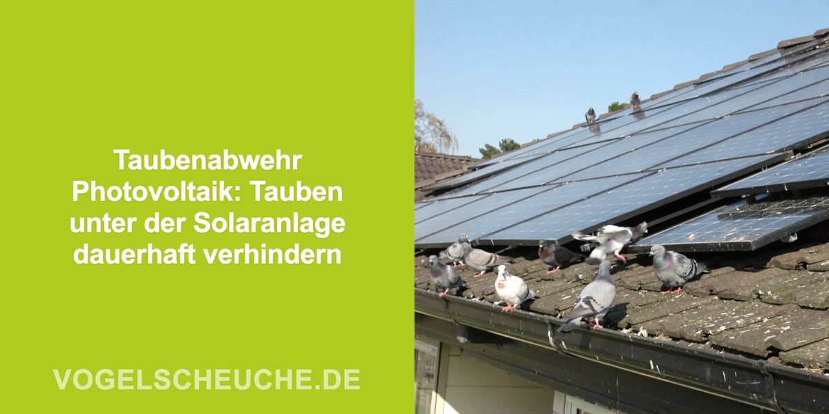 Taubenabwehr Photovoltaik: Tauben unter der Solaranlage dauerhaft verhindern