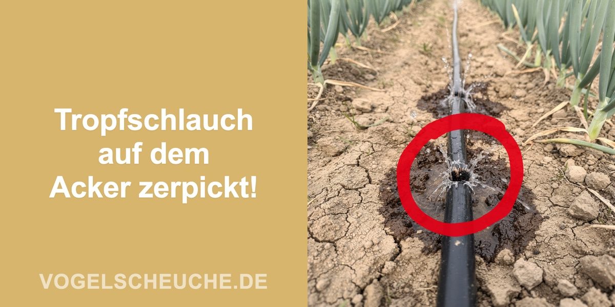 Tropfschlauch auf dem Acker zerpickt!