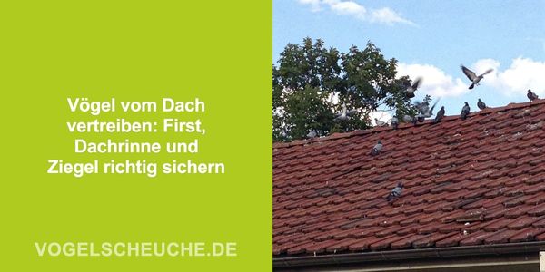 Vögel vom Dach vertreiben