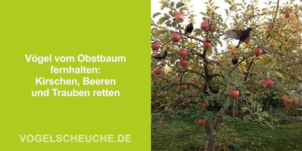 Vögel vom Obstbaum fernhalten