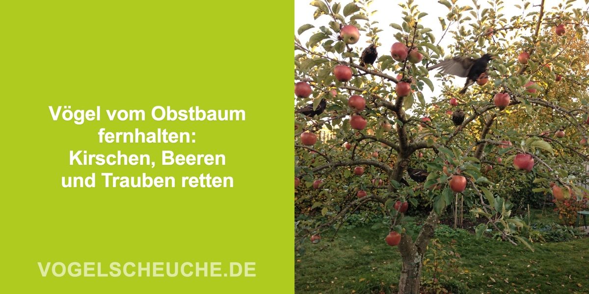Vögel vertreiben Obstbaum
