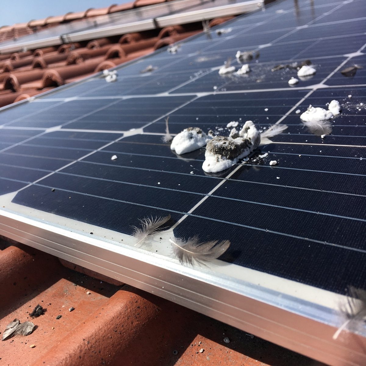 Solarmodul auf einem roten Ziegeldach mit mehreren eingetrockneten Vogelkotflecken und einzelnen Federn am Modulrahmen.