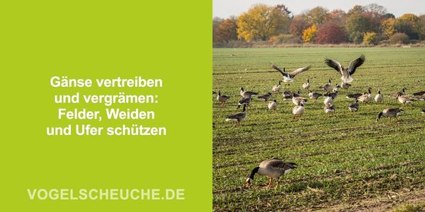 Gänse vertreiben